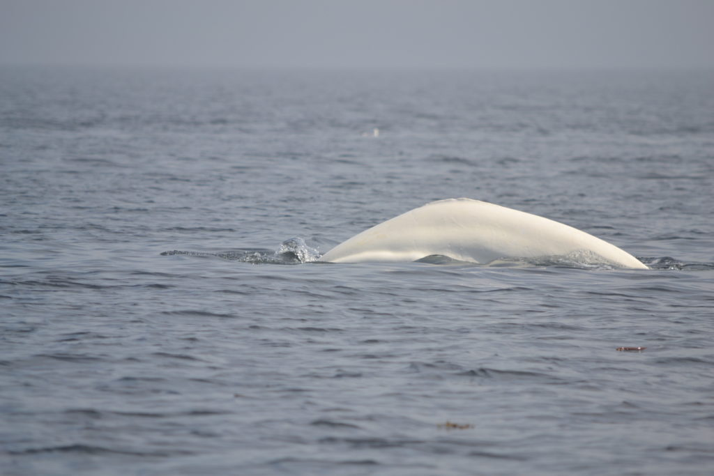 Rédaction d'un article de blog sur les baleines du fleuve Saint-Laurent