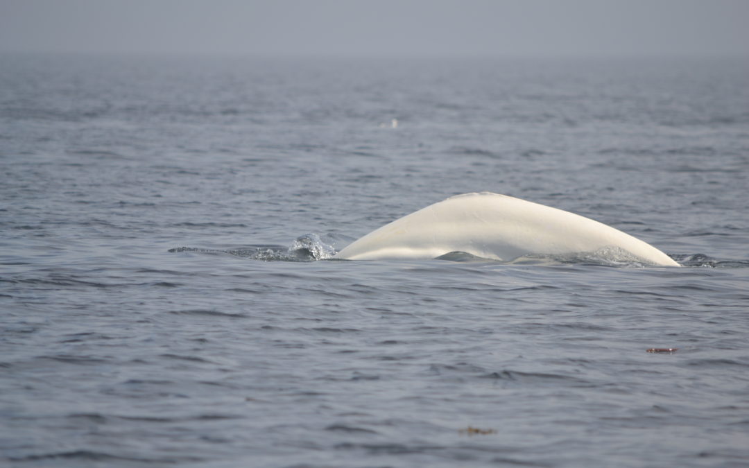 Rencontre avec les baleines du fleuve Saint-Laurent