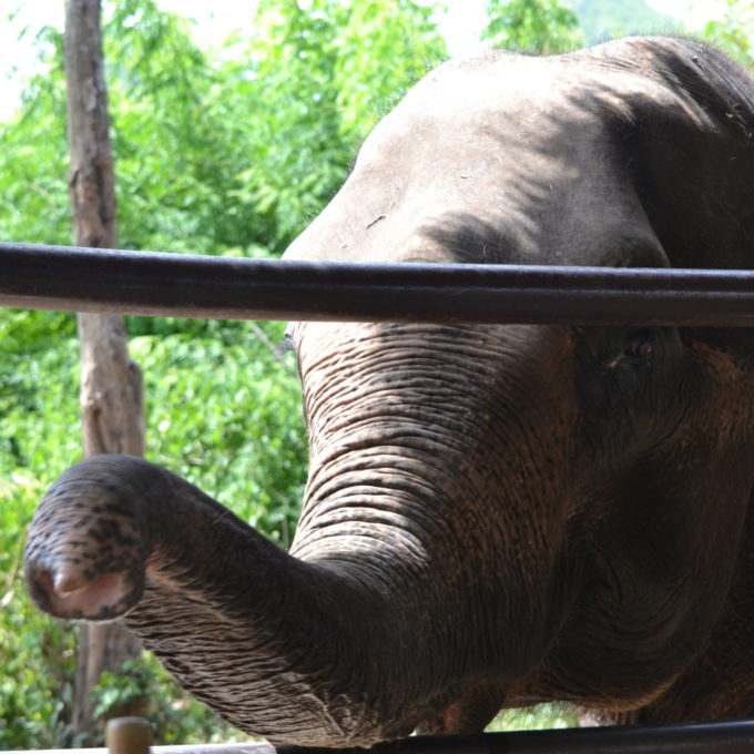 Voir des éléphants en Thaïlande