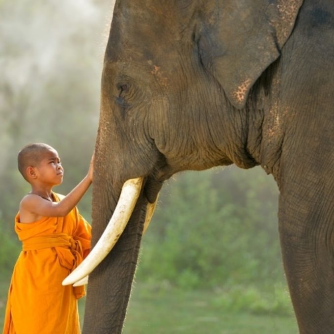 Rédaction d'un article de blog pour expliquer pourquoi il ne faut pas faire de l'éléphant en Thaïlande pour le site de voyages Odysway